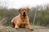 TOSA INU 494